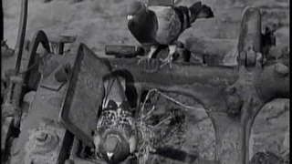 Lassie - Episode #98 -  "The Nest" -  Season 3, Ep. 33 - 4/21/1957