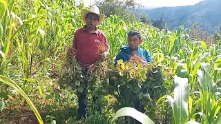 Ya es tiempo de cosechar nuestro frijol en el campo y así lo arrancamos.