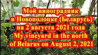 Мой виноградник на 2 августа 2021 года // My vineyard in the north of Belarus on August 2, 2021