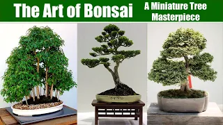 The Art of Bonsai: A Miniature Tree Masterpiece