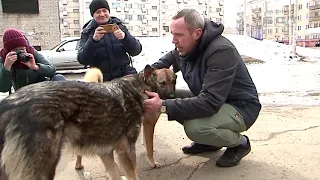 В Братске на волю выпустили первых чипированных собак