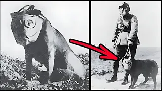 Sergeant Stubby: The Most Decorated Dog of the First World War