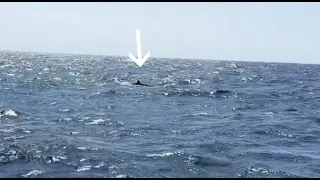 Whale Sighting