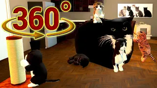 360 / VR Video of Maxwell Cat Dance with baby kittens at home
