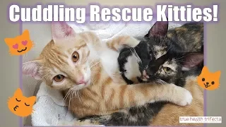 ADORABLE rescue kittens can't stop cuddling! - Cute Kitten Video / Cat Lady Fitness