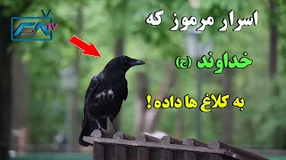 سبحان الله - اسرار مرموز و شگفت انگیز که خداوند (ج) به کلاغ ها داده است ! | ISA TV