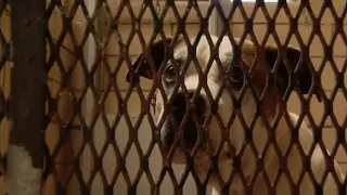 Empty the Shelters: Metro Detroit animal shelters overwhelmed, need help