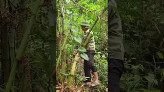 Cut bamboo to build a house| Kien Daily life  #bamboo #bamboohouse #survival #bamboohouse2024