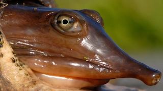 {GRAPHIC} Soft Shell Turtle! Catch, Clean, Cook! Tasty Tuesday!!!