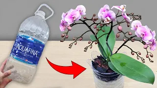 Growing orchids this way, Orchids take Root immediately and Bloom all year round