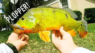 Big Peacock Bass Love The Whopper Plopper Too!