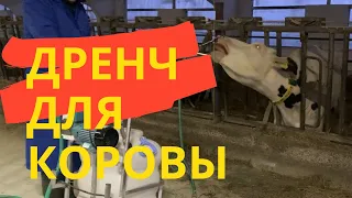 Дренч для коровы. дренчирование на практике Пятигорье Александр Гальцов