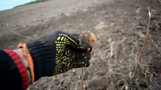 Піднімаємо Ноу-тілл з колін, рихлимо по самі🍅