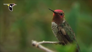 Dazzling With Color: Anna’s Hummingbird