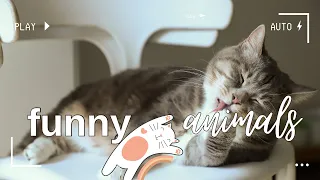 Приколи з КОТАМИ. Смішні коти, котики. CATS.  Video # 23