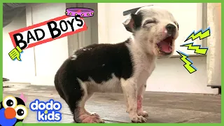 Little Dog Has A BIG Bark! And A Big Heart ❤️ | Bad Boys | Dodo Kids