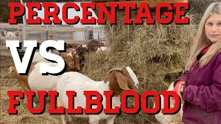 Percentages VS Fullblood WHY WE DO BOTH