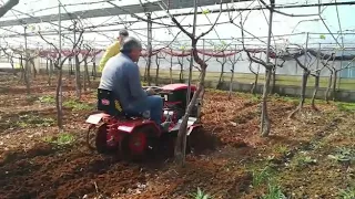 GHIRO MAB nel frutteto (Puglia2018)