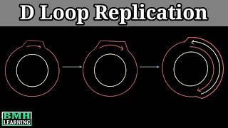 D Loop Replication | Mitochondrial DNA Replication |