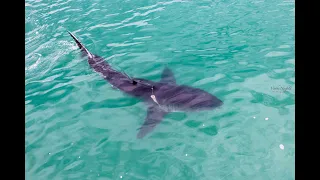 Shark in Plettenberg Bay