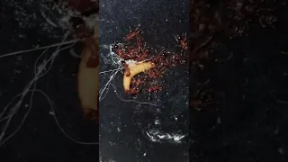муравьи vs червь