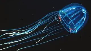Amazing Jellies - KQED QUEST