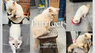 Purrfect Moment | Capturing The Cuteness Of My Cat