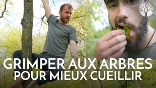 Comment grimper aux arbres pour la cueillette ? @LeoUrban