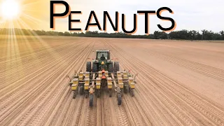 Last Day Planting Peanuts