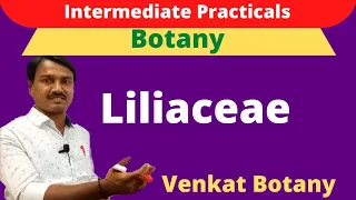 Liliaceae | Intermediate Practicals | Botany | Allium cepa