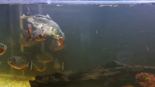 Amazon Piranha Red Belly Feeding (Carp) Makan Piranha (WARNING LIVE FEEDING)