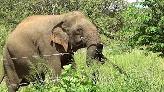 Stray Elephant safely guided to his native forest considering its own safety