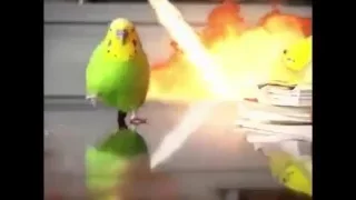 PARROT DIES while running away from EXPLOSION