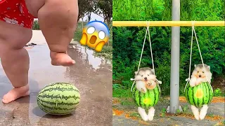 Tik Tok Chó Phốc Sóc Mini 😍 Funny and Cute Pomeranian #216