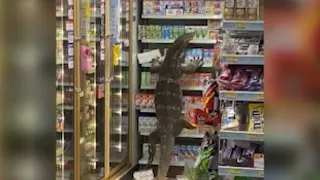 Huge lizard climbs shelf in Thailand supermarket