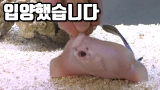 아싸! 가오리를 입양했습니다~ Raising super mini stingrays [해수인TV]