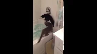 Kitten Falls in Bath Tub