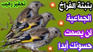 🔥بتبتات فراخ الحسون الأقوى لتحفيز حسونك على التغريد و الهيجان تحفيز فعال جدا💯👍🔥