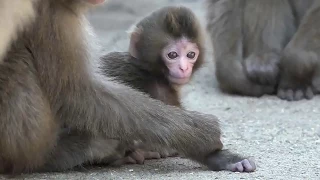 Маленькие обезьянки