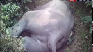 6 elephants run over by speeding train in assam