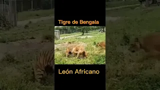 León vs Tigre de Bengala