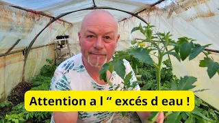 Les pieds de tomates réclament une attention de tous les jours  ! SURTOUT APRES DES GROSSES PLUIES !