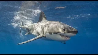 White Shark Full  Documentary[Predators on Nature TV] SD quality video