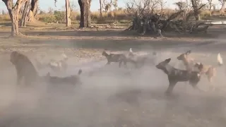 Wild dogs attack, Дикие собаки атакуют