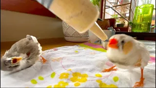 Cute Zebra Finch Baby Learning How to Eat By Itself 🐦🌾