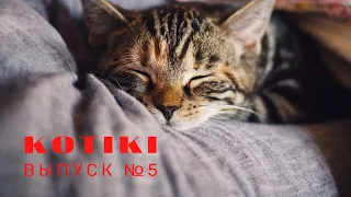 😺Funny cats and pets!  Part 5🔥Смешные котики и домашние животные! Часть 5🔥