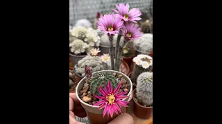 Cactus flowers of the day June4 | Wilcoxia Trichocereus Rebutia Lobivia Gymnocalycium Mammillaria