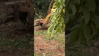 desmatando a chácara de Beatriz