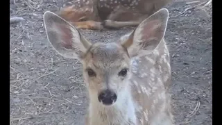 Death of her Fawn – a mother deer's reaction