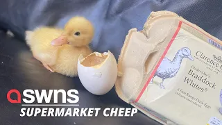 Woman who hatched a duckling from an egg she bought in a supermarket now keeps it as a pet | SWNS